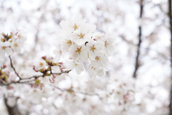 f:id:gzutetsu:20210327140600j:image