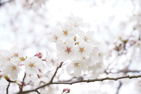 f:id:gzutetsu:20210327140641j:image
