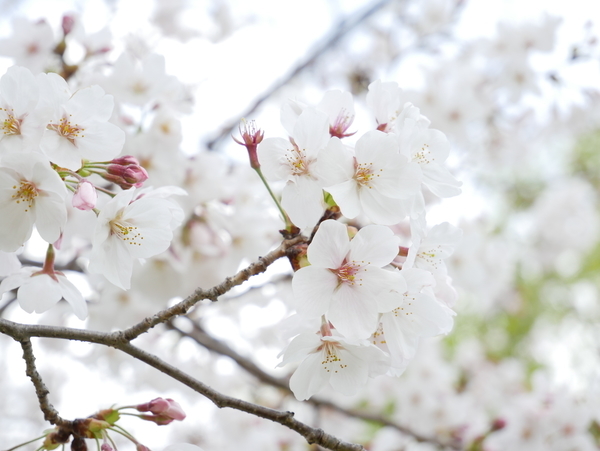 f:id:gzutetsu:20210327141350j:image