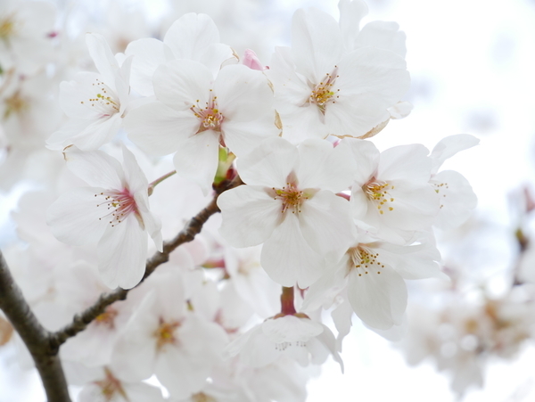 f:id:gzutetsu:20210327141434j:image