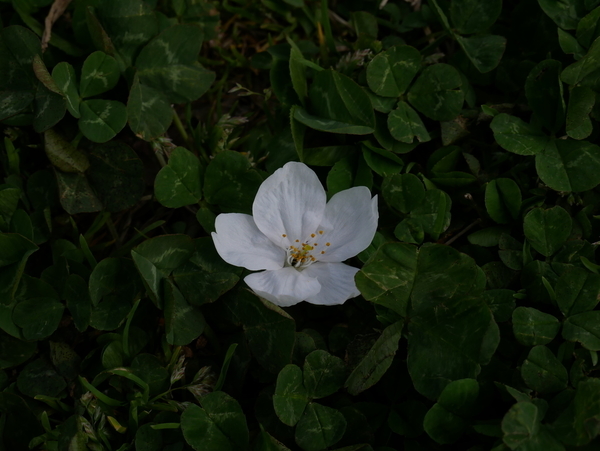 f:id:gzutetsu:20210327141924j:image