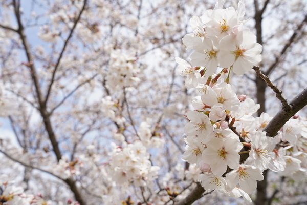 f:id:gzutetsu:20210327142408j:image
