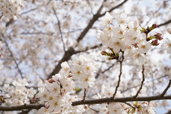 f:id:gzutetsu:20210327143045j:image