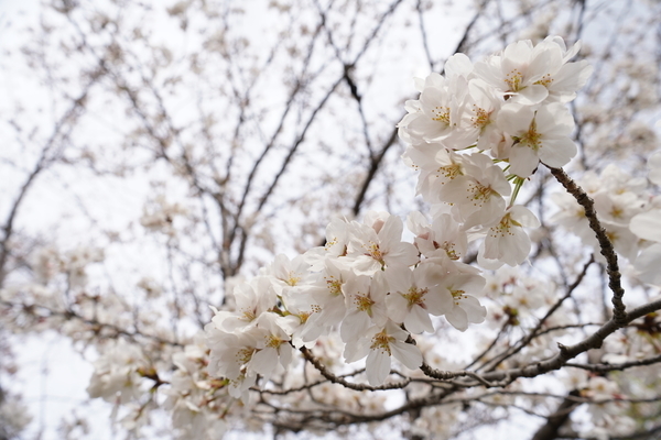 f:id:gzutetsu:20210327150302j:image