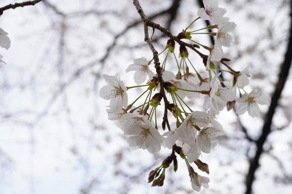 f:id:gzutetsu:20210327150512j:image