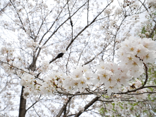 f:id:gzutetsu:20210327150750j:image