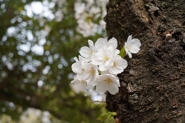 f:id:gzutetsu:20210327151633j:image