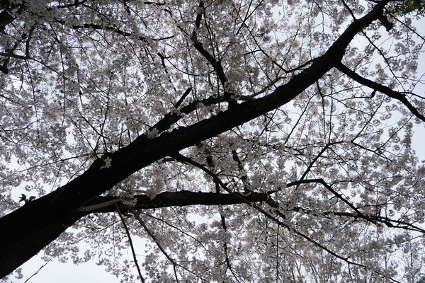 f:id:gzutetsu:20210327151729j:image