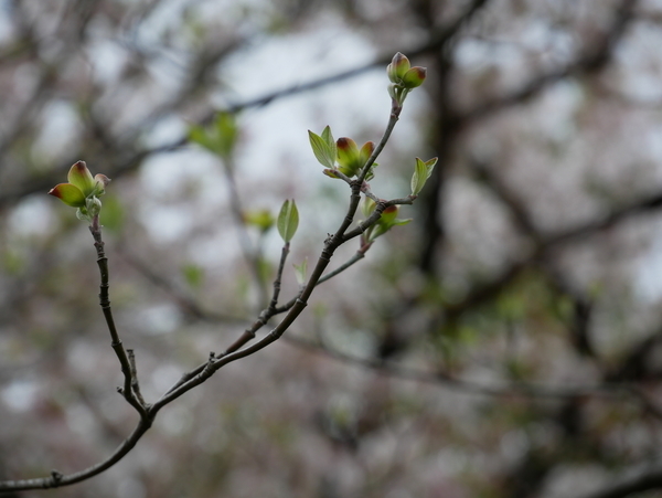 f:id:gzutetsu:20210403121048j:image