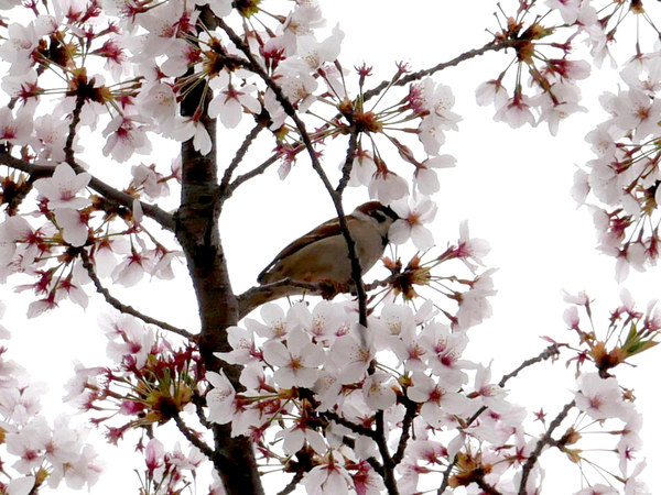 f:id:gzutetsu:20210403121303j:image