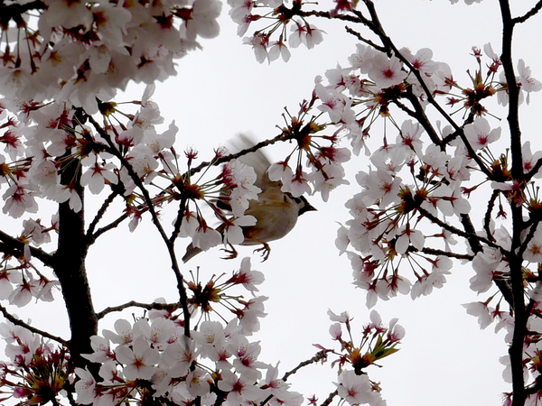 f:id:gzutetsu:20210403121304j:image