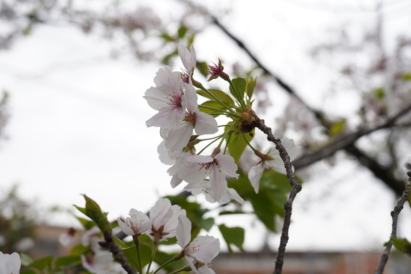f:id:gzutetsu:20210403121920j:image