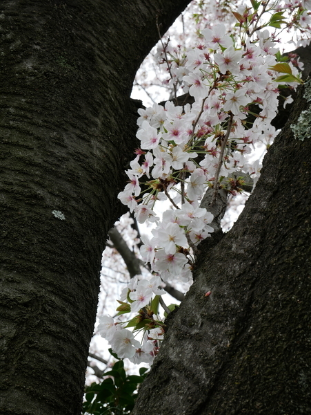 f:id:gzutetsu:20210403123201j:image