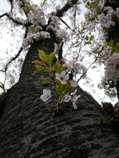 f:id:gzutetsu:20210403123301j:image