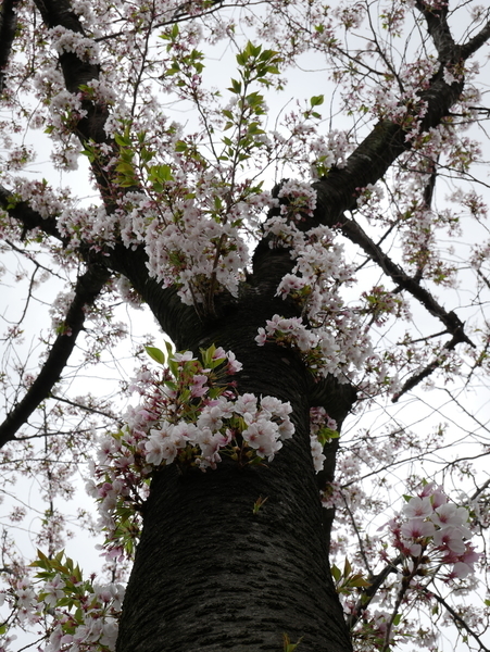 f:id:gzutetsu:20210403123312j:image