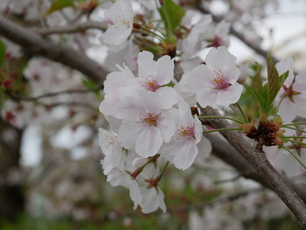 f:id:gzutetsu:20210403123540j:image
