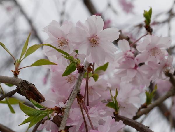 f:id:gzutetsu:20210403123821j:image
