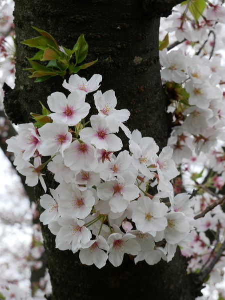 f:id:gzutetsu:20210403130805j:image