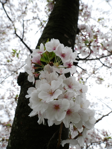 f:id:gzutetsu:20210403130832j:image