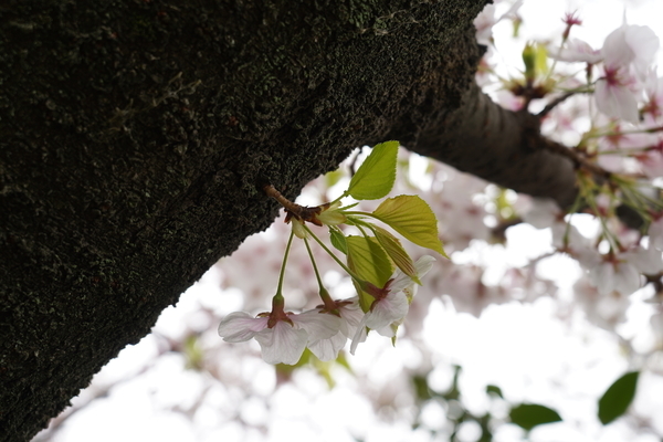 f:id:gzutetsu:20210403130907j:image