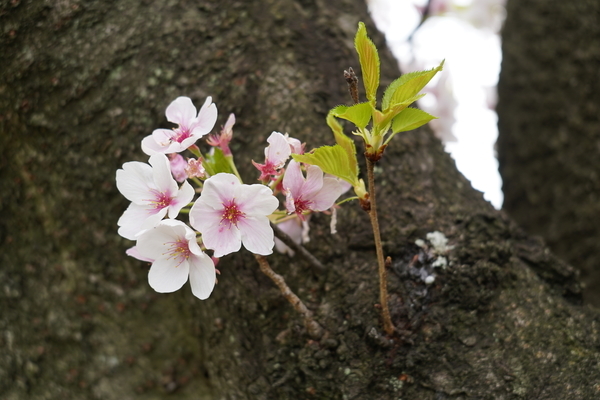 f:id:gzutetsu:20210403130951j:image