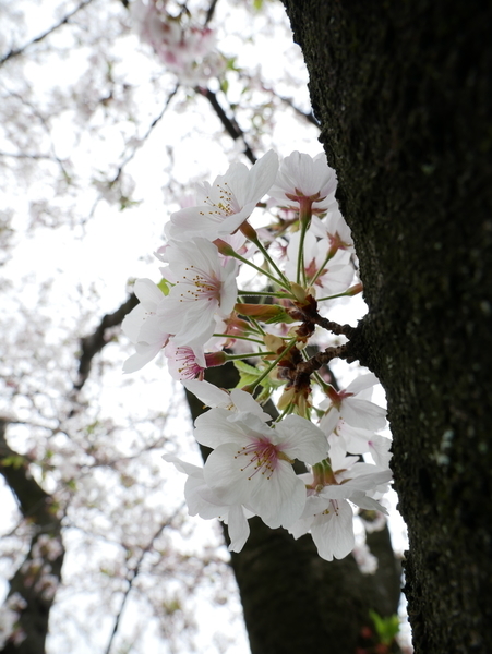 f:id:gzutetsu:20210403131046j:image