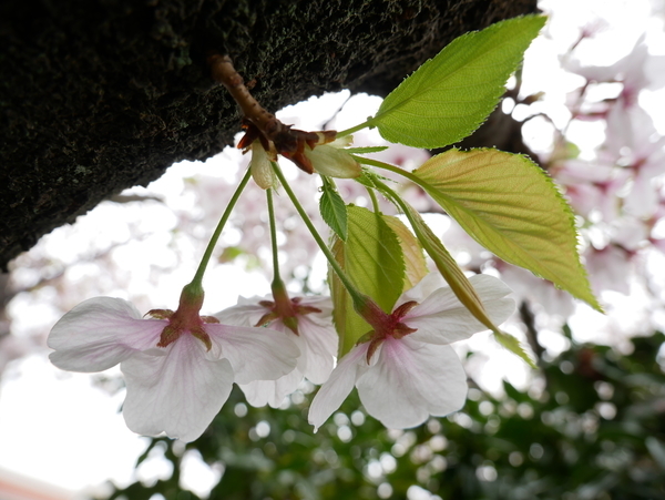 f:id:gzutetsu:20210403131218j:image