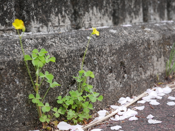 f:id:gzutetsu:20210403133317j:image