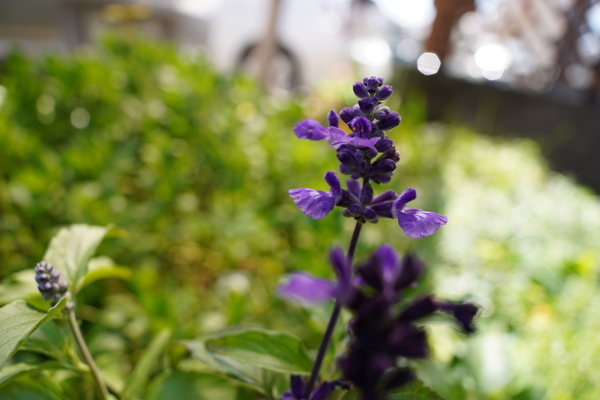 f:id:gzutetsu:20210606133741j:image