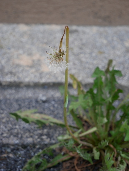 f:id:gzutetsu:20210621084054j:image