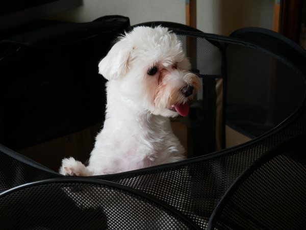 f:id:gzutetsu:20210710155156j:image