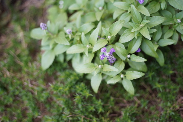 f:id:gzutetsu:20210905150230j:image