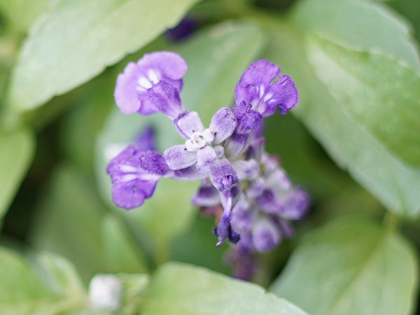 f:id:gzutetsu:20210905150231j:image