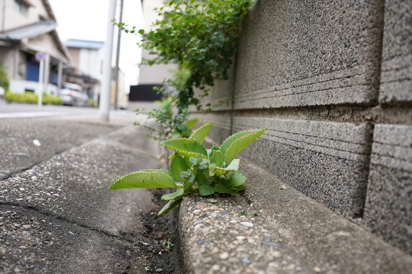 f:id:gzutetsu:20210911142425j:image