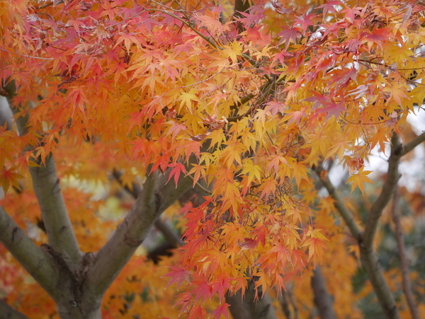 f:id:gzutetsu:20211205120832j:image