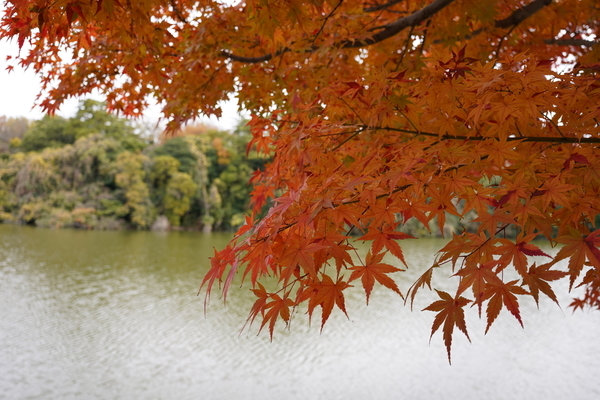 f:id:gzutetsu:20211205121035j:image