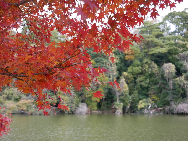f:id:gzutetsu:20211205121058j:image
