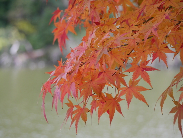 f:id:gzutetsu:20211205121227j:image