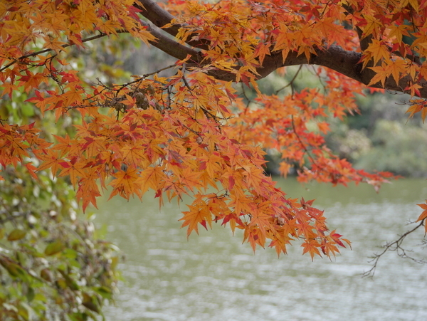 f:id:gzutetsu:20211205121657j:image