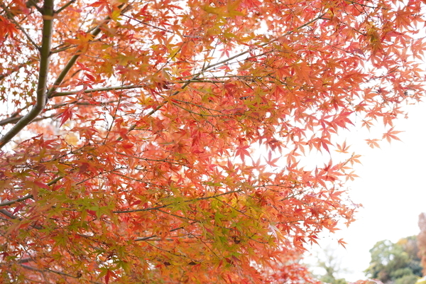 f:id:gzutetsu:20211205121752j:image