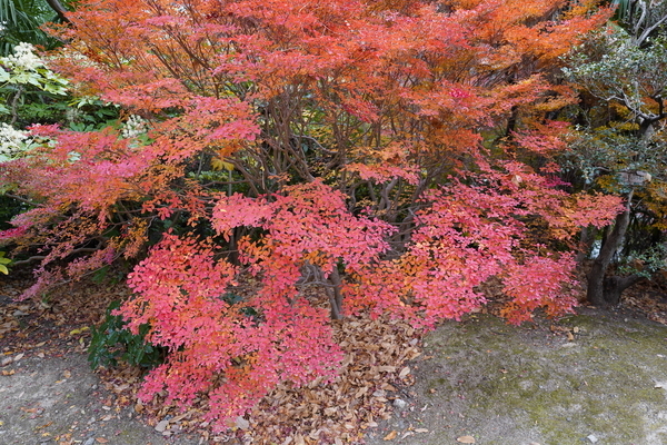 f:id:gzutetsu:20211205122033j:image