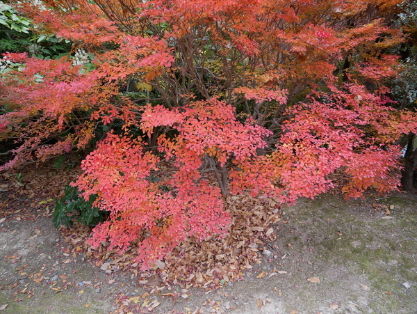 f:id:gzutetsu:20211205122158j:image