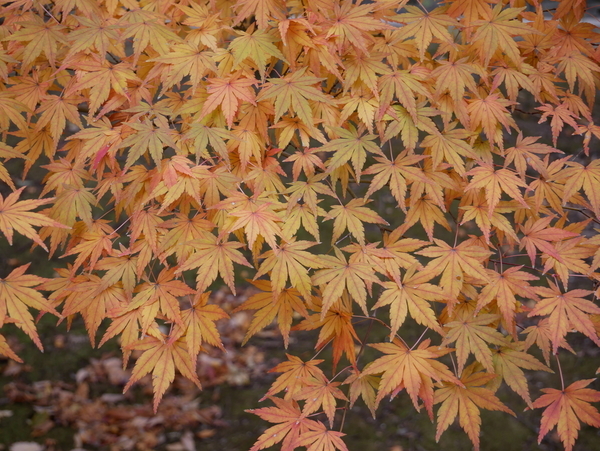 f:id:gzutetsu:20211205122249j:image