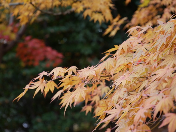f:id:gzutetsu:20211205122331j:image