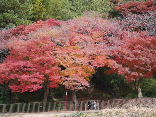 f:id:gzutetsu:20211205122448j:image