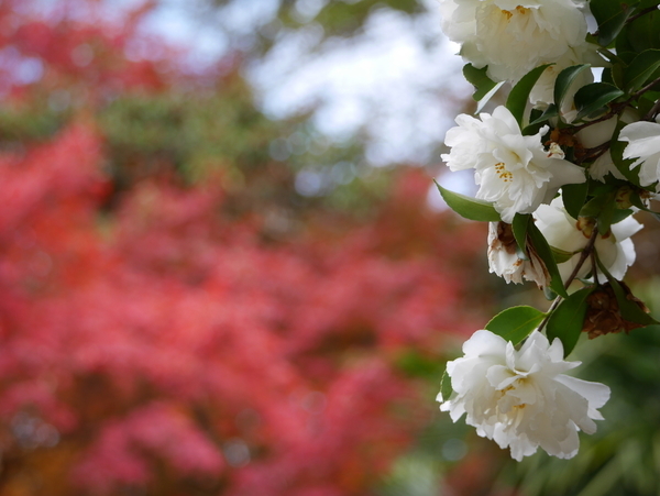 f:id:gzutetsu:20211205122952j:image