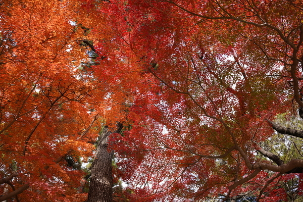 f:id:gzutetsu:20211205123231j:image