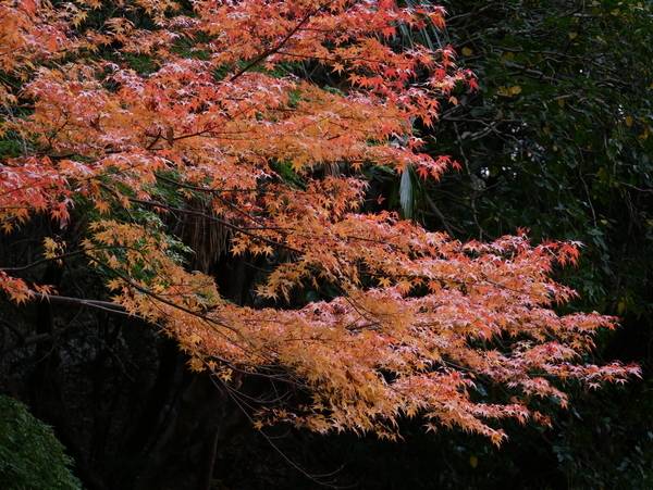 f:id:gzutetsu:20211205123808j:image