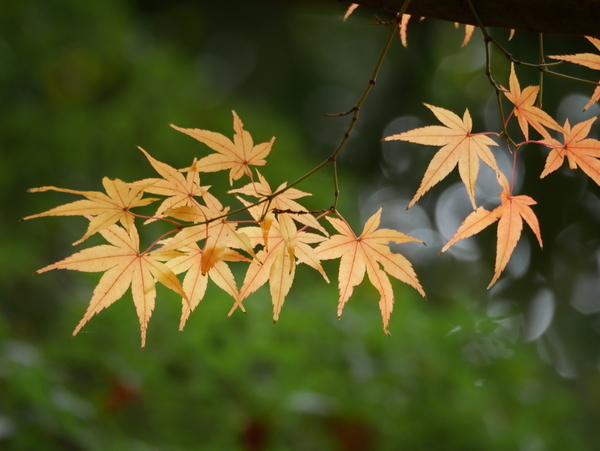 f:id:gzutetsu:20211205123812j:image