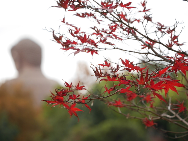 f:id:gzutetsu:20211205124119j:image